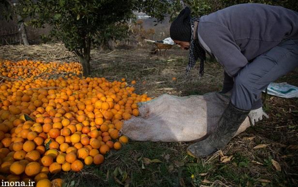 رایزنی برای تسریع در پرداخت خسارت به کشاورزان شمال