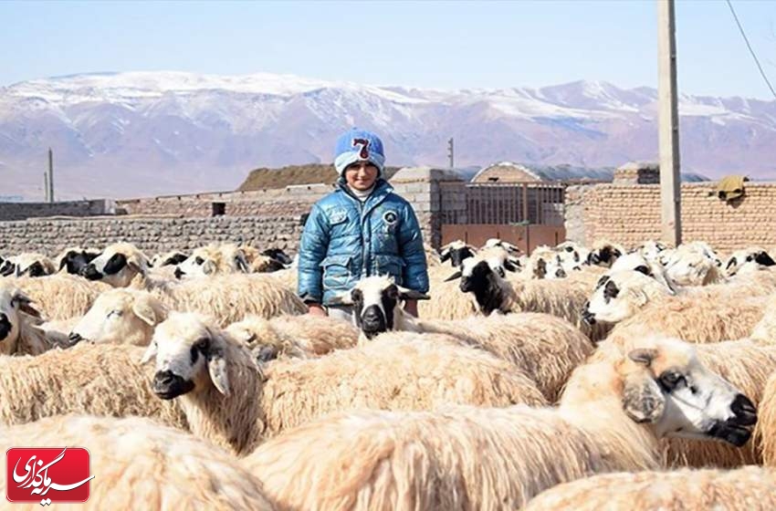 آغاز صادرات دام ایران به عمان، عراق، قطر و کویت