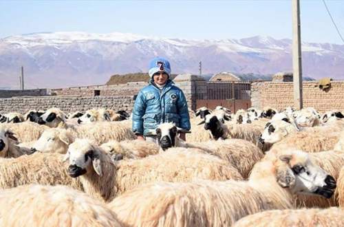 آغاز صادرات دام ایران به عمان، عراق، قطر و کویت